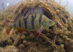Perch.
Stoney Cove.
10.5mm. by Mark Thomas 